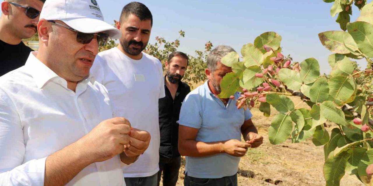 Diyarbakır’da Fıstık Hasadına Başlandı