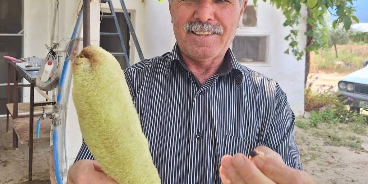 Sarıgöl’de Lif Kabağı Bereketi