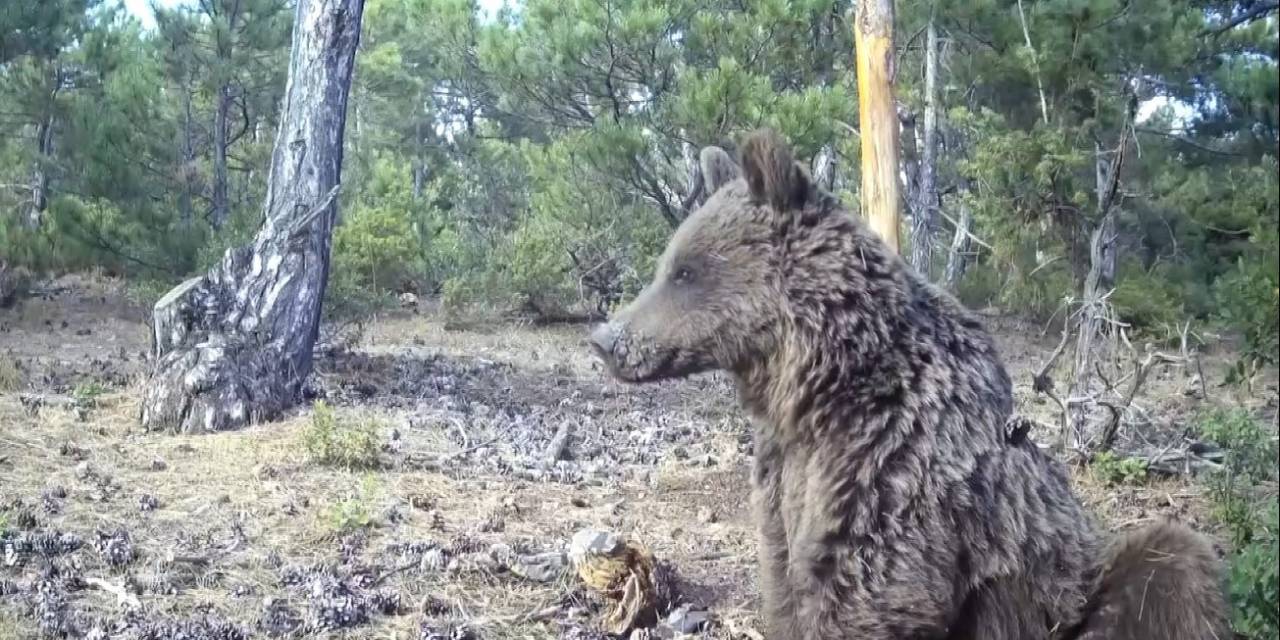 Boz Ayının Keyif Anları Görüntülendi