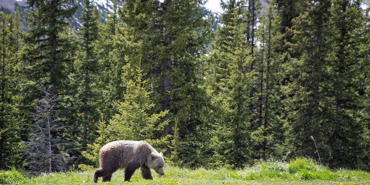 Kanada’da Ulusal Parkta Bozayı Saldırısı: 2 Ölü