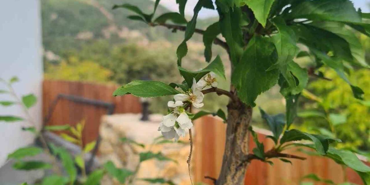 Erik Ağaçları Ekim’de Çiçek Açtı