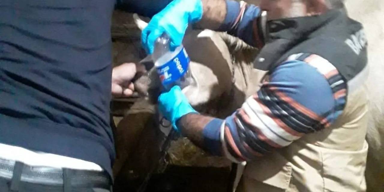 Yonca Yiyerek Şişen 150 Hayvana Müdahale Edildi