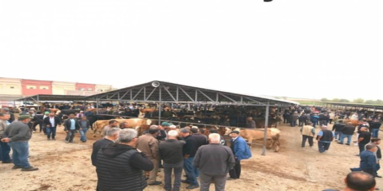 Sandıklı’ Da Hayvan Pazarı Yeni Yerinde Açıldı