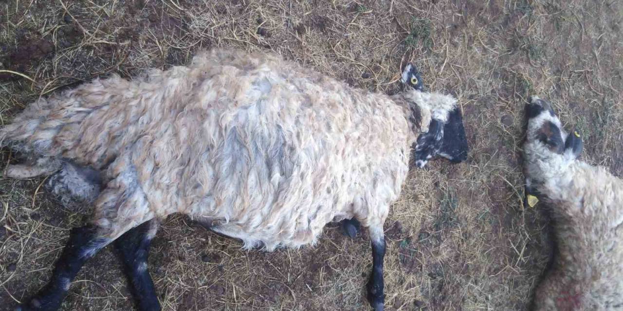 Güroymak’ta Yıldırım Düştü: 25 Koyun Telef Oldu