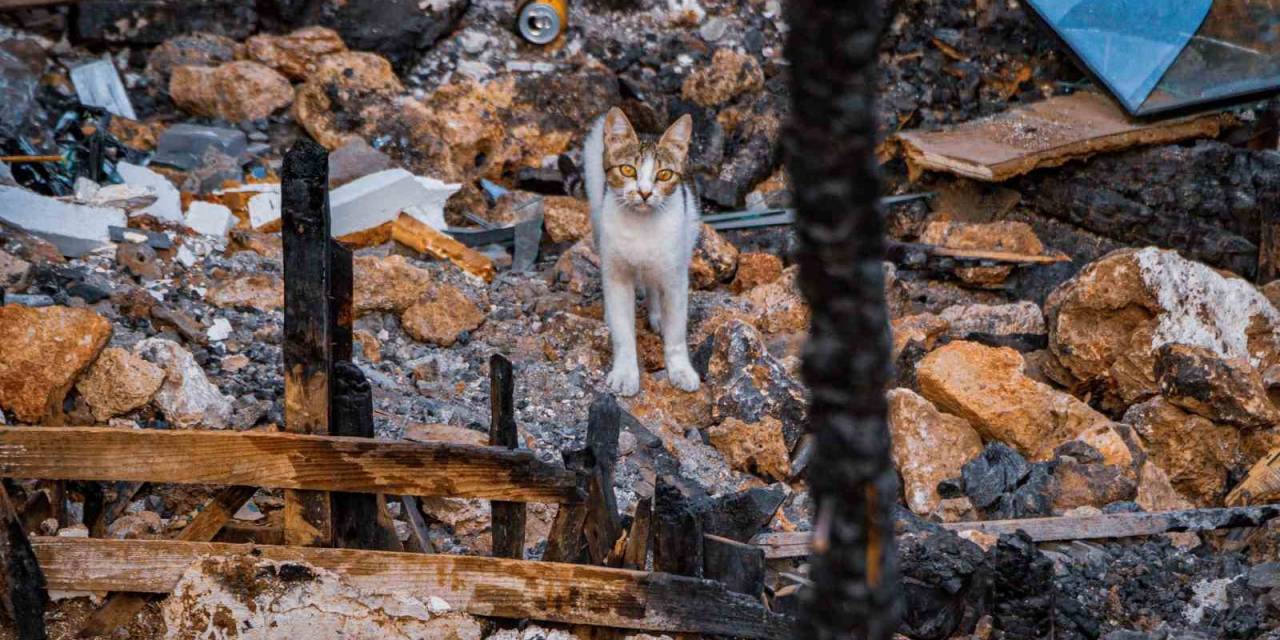 Yangında 6 Yavrusunu Kaybedip Günlerce Enkazdan Ayrılmayan Kedi, Annesiz Kalan Yavruyu Sahiplendi
