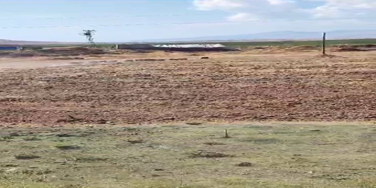 Çiftçinin Kabusu Domuz Sürüsü Görüntülendi