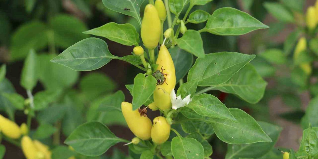 Sağlam: “Kahverengi Kokarca İle Mücadele Milli Seferberliktir”