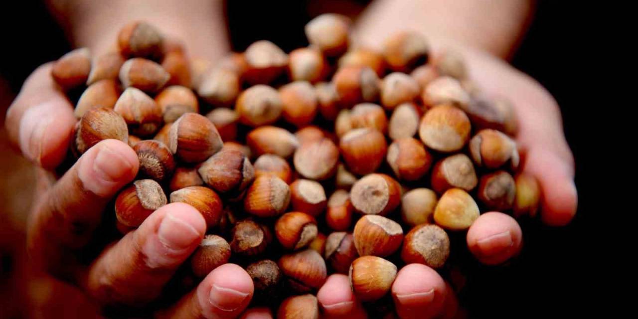 Fındık Fiyat İstikrarını Koruyor