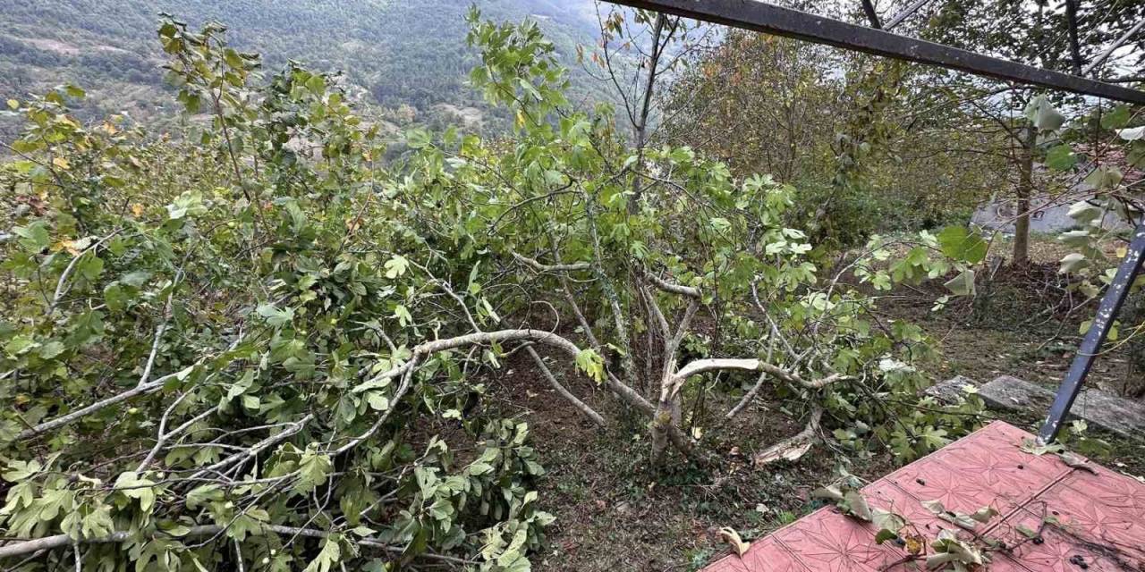 Ayı Girdiği Bahçede İncir Ağaçları İle Arı Kovanlarına Zarar Verdi