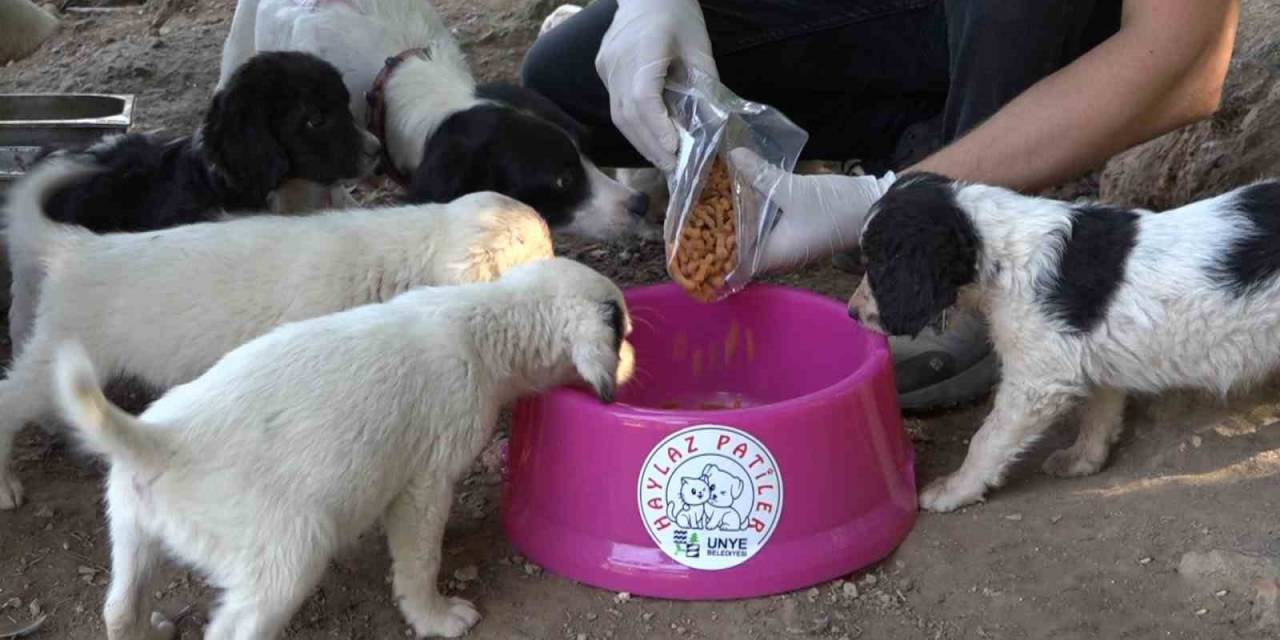 Ünye’de, Sokak Hayvanları İçin Mama Tesisi Hizmete Açılıyor