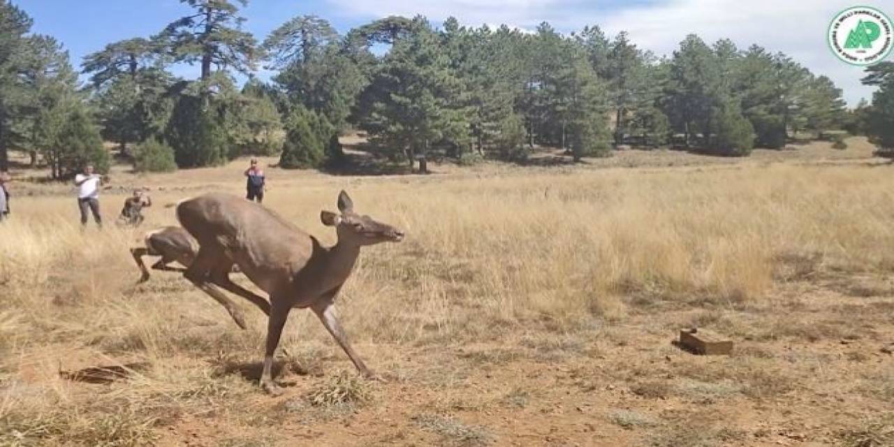Üç Kızıl Geyik Daha Doğaya Bırakıldı