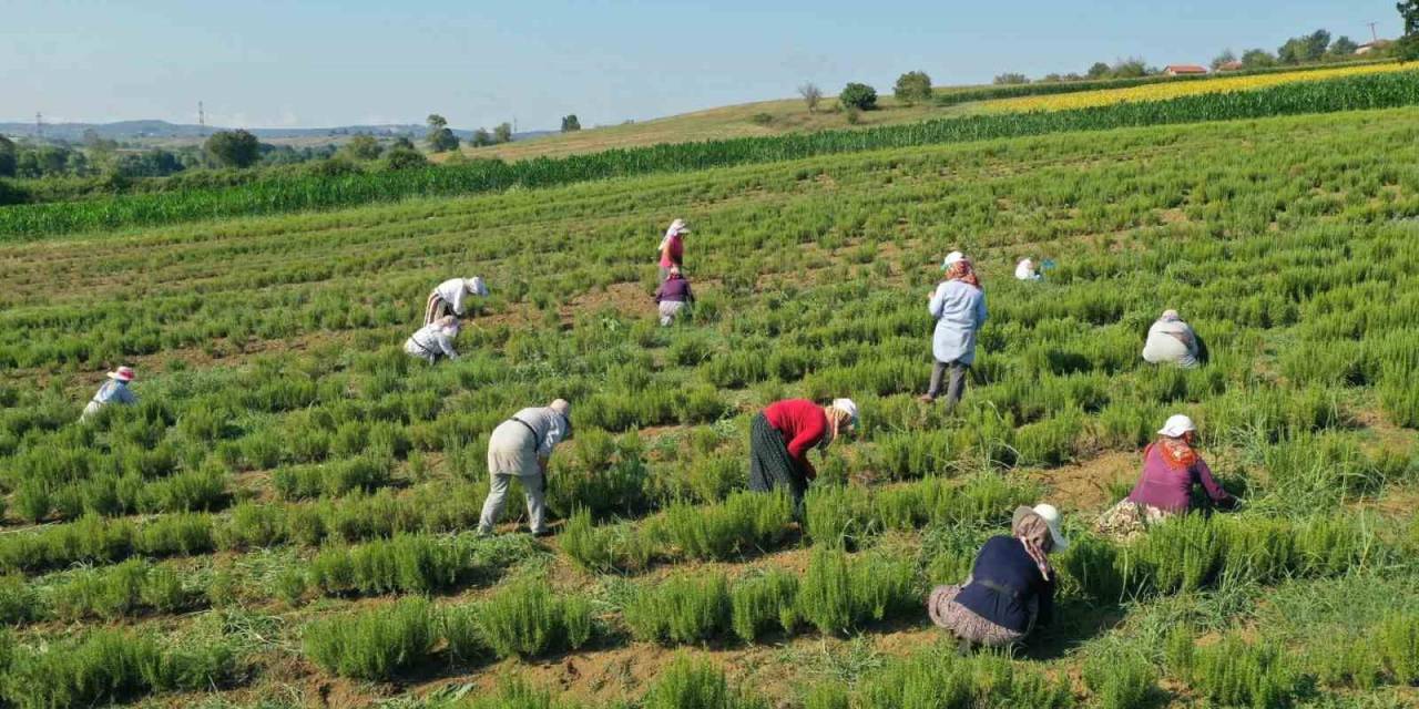 Tıbbi Ve Aromatik Bitkilerin Hasadı Başladı