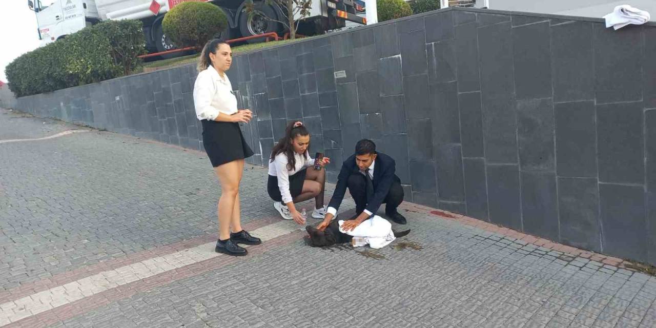 Araba Çarpan Yavru Köpek İçin Herkes Seferber Oldu