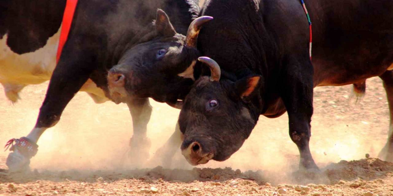 Osmanlı’dan Gelen Yörük Geleneği, ‘Boğa Güreşi’