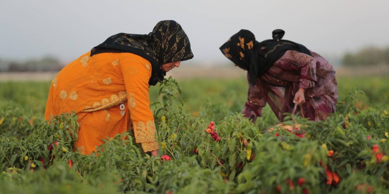 Tarlada İsot Hasadı Yapıldı