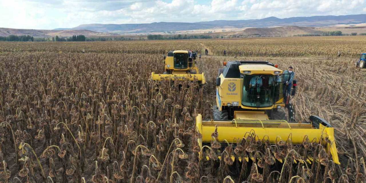 Yağlık Ayçiçeği Üretiminde Rekor Artış