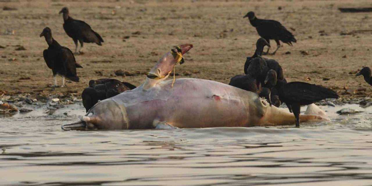 Brezilya Amazonları’nda Yunus Ölümleri Devam Ediyor