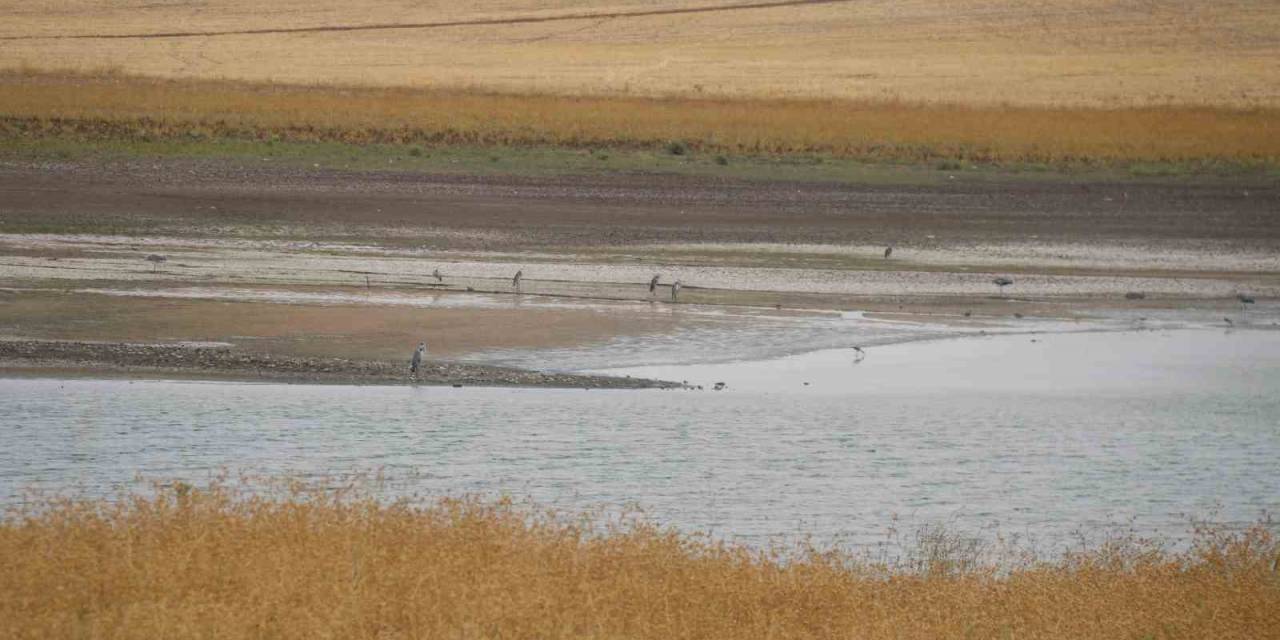Kuraklık Nedeniyle Diyarbakır’da 300 Kuş Türü Tehdit Altında