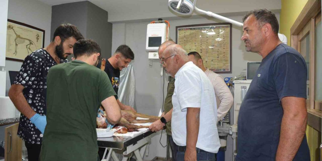 Hayvanların Saldırısına Uğrayan Karaca Koruma Altına Alındı