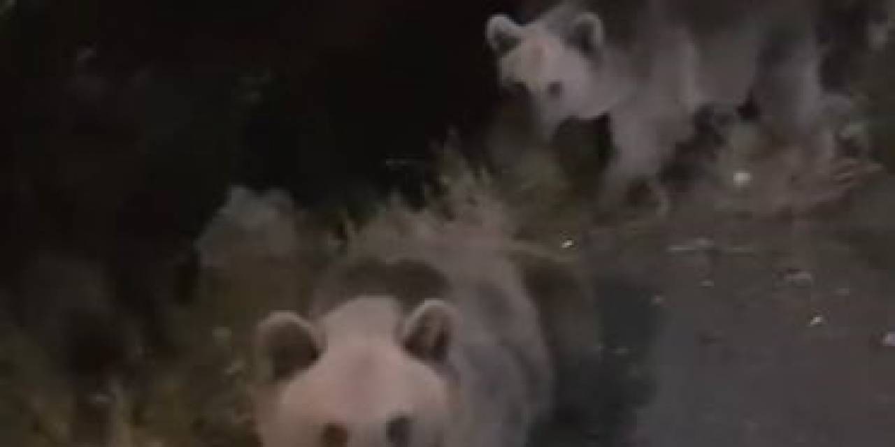 Tarım Ve Orman Bakanlığı Ekiplerinin Arazi Çalışmasına Boz Ayılar Da Eşlik Etti