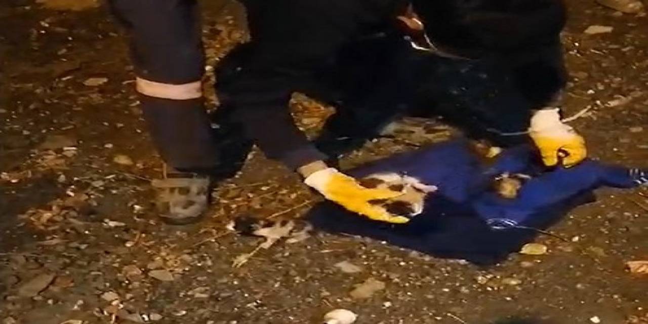 Çöpe Atılan Yavru Kediler, Belediye Temizlik Personelinin Dikkati Sayesinde Kurtuldu