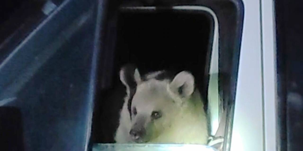 Aç Kalan Ayılar Minibüsün İçine Girerek Yiyecek Aradı