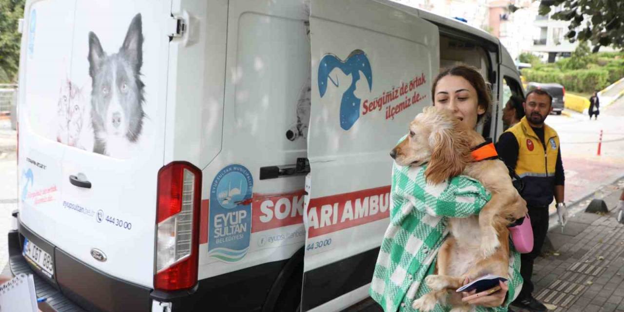 Eyüpsultan’da Sokak Hayvanları Ambulansı Hizmete Devam Ediyor