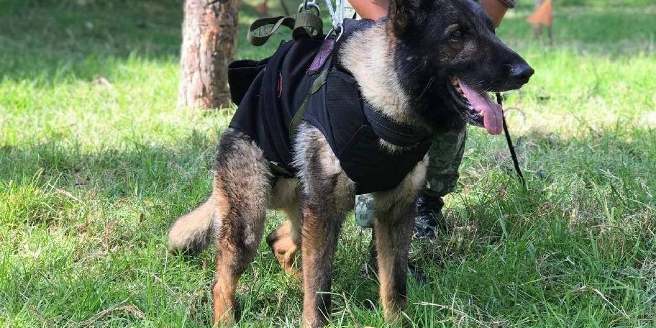 Meksika’nın Arama Kurtarma Köpeği Proteo’nun İsmi Çanakkale’de Yaşayacak