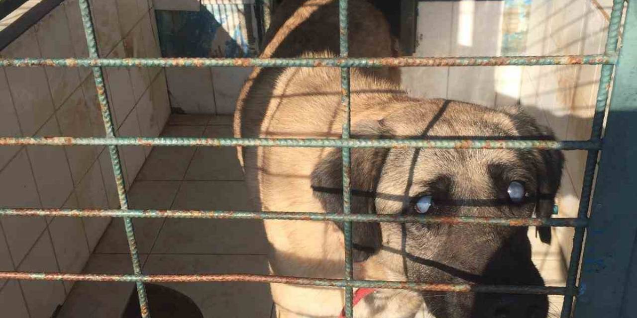 Kadıköy Belediyesi Geçici Hayvan Bakımevi’nden Sahiplendiği Görme Engelli Köpeğine Ev Kiraladı