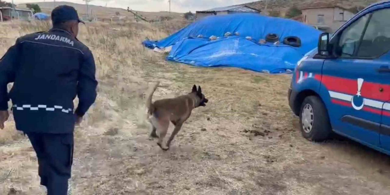 Saman Yığınından Uyuşturucu Çıktı: Narkotik Köpeği Böyle Buldu