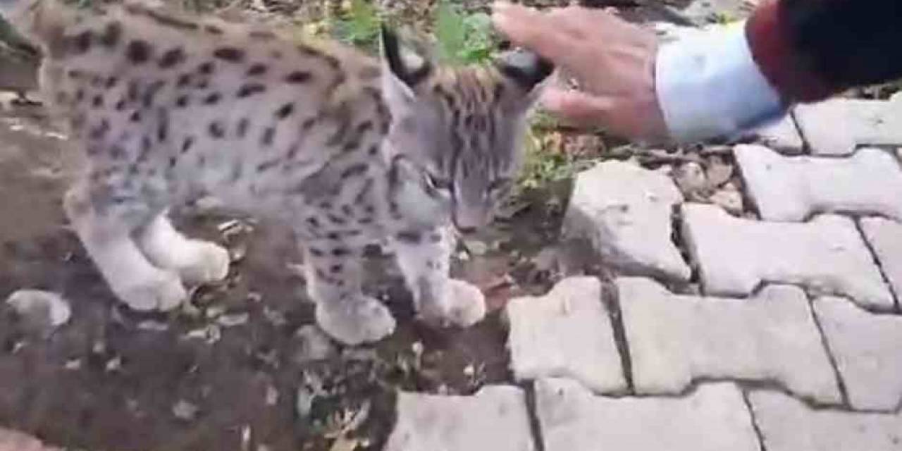 “Kedi Değil Aslan Gibi”