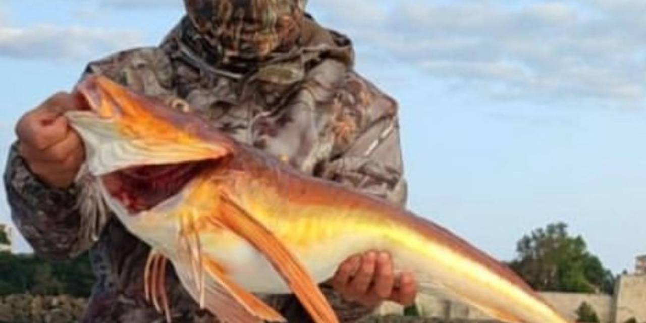 Olta İle 5 Kiloluk Kırlangıç Balığı Yakaladı