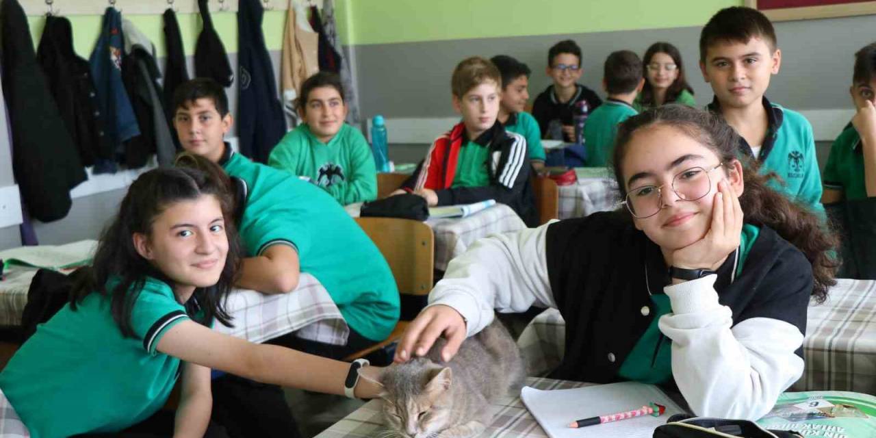 Öğrencilerin Sıra Arkadaşı ‘Duman’ İsimli Kedi