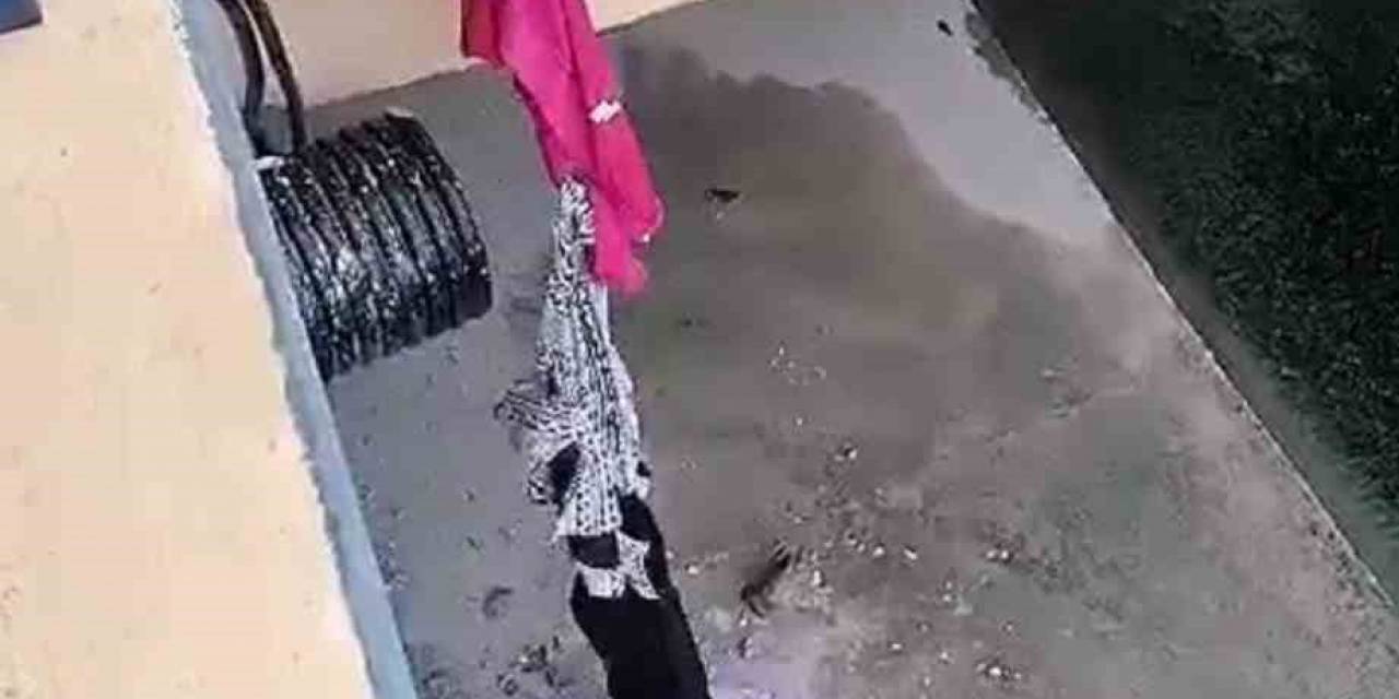 Şemsiye Ve Kıyafetle Kedi Kurtarma Operasyonu Kamerada