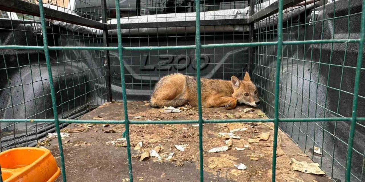 4 Ekim Dünya Hayvanları Koruma Gününde Artvin’de Çakal Ve Baykuş Doğaya Bırakıldı