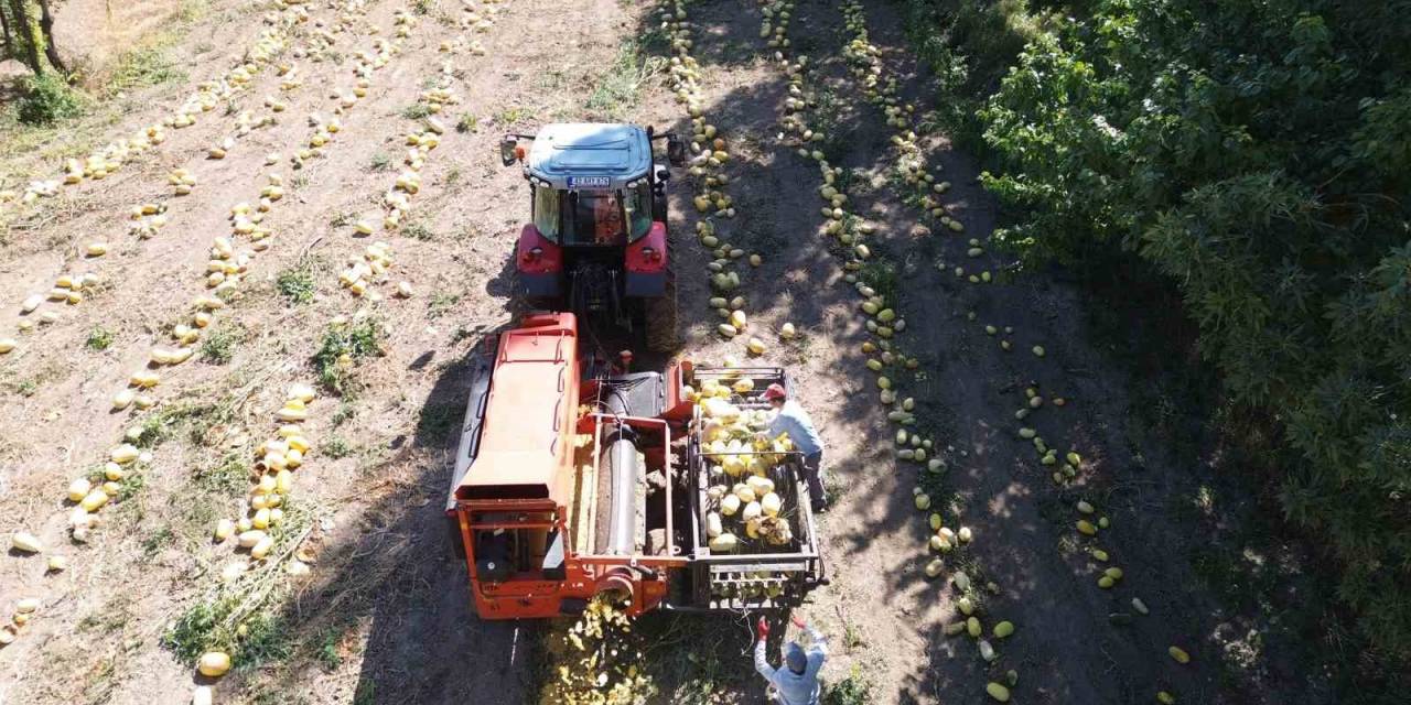 Konya’da Kabak Çekirdeği Eleme Tesisi Üreticiye Kolaylık Sağlıyor