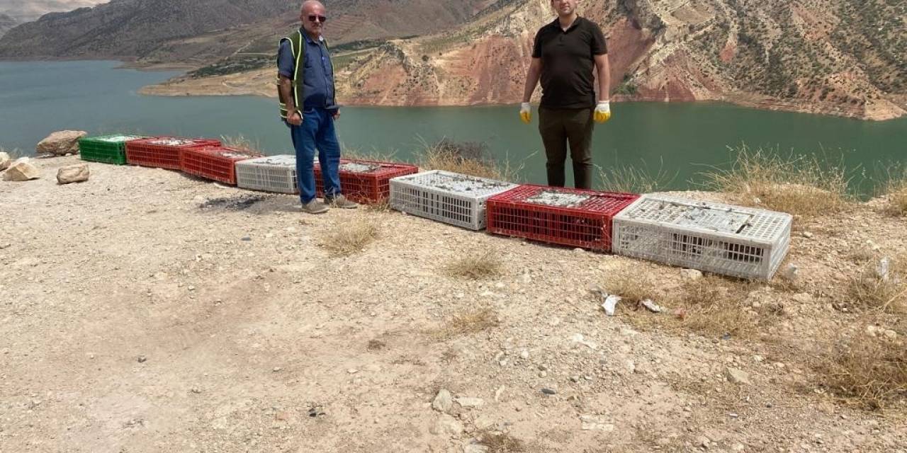 Siirt’te Kene Avcısı Bin Sülün Doğaya Salındı
