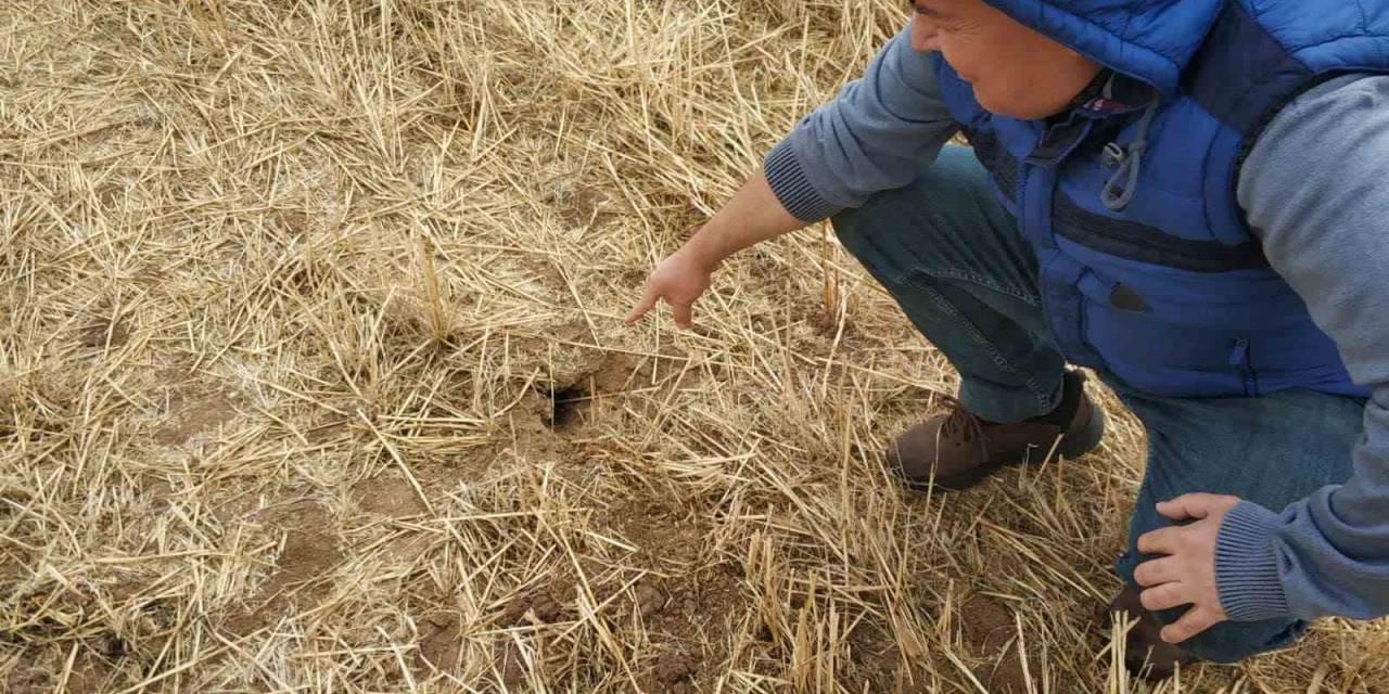 Beyşehir’de Tarlalarda Fare Popülasyonu Artış Gösterdi