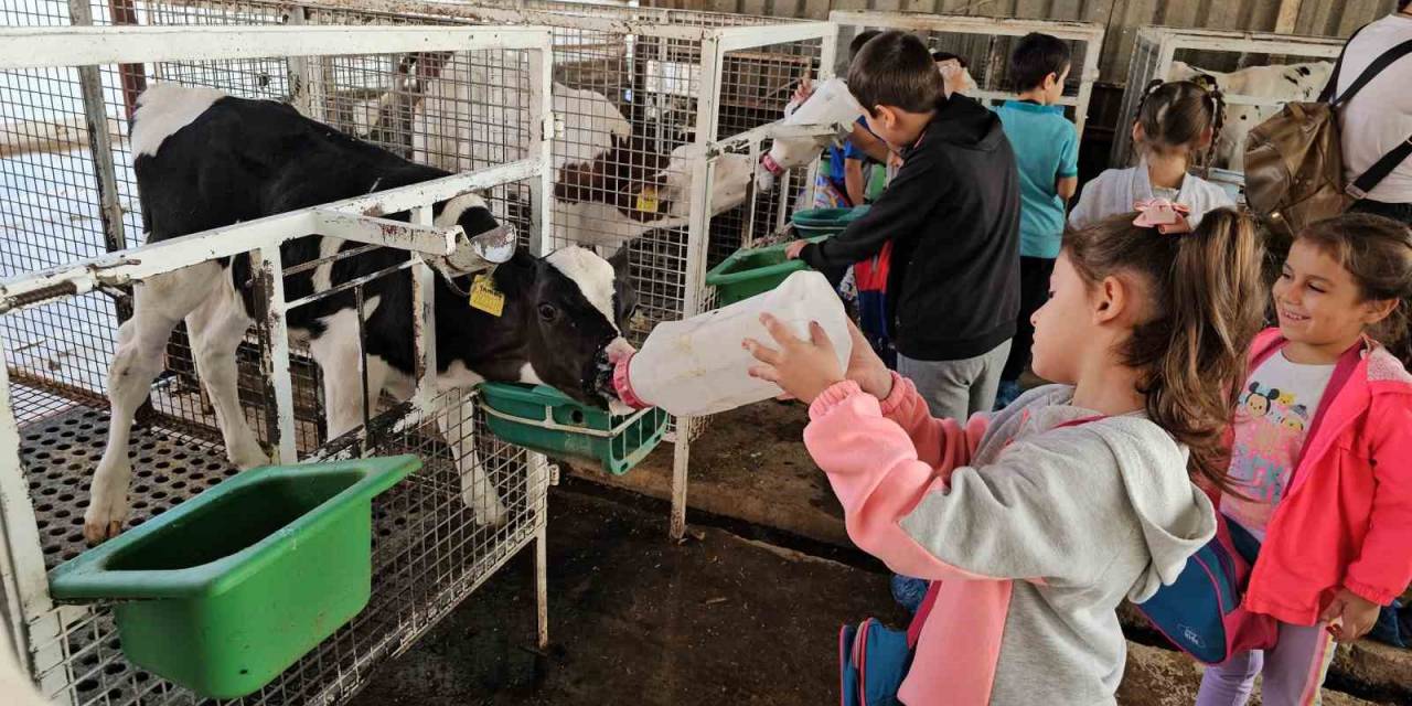Kuyucaklı Çocuklar Buzağıları Biberonla Besledi