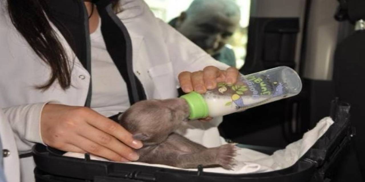 Bu Yıl 8 Bin 18 Yabani Hayvan Yeniden Doğaya Kazandırıldı