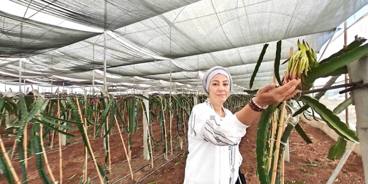 Eyyübiye Sera Kent Tropikal Meyvede Başarıya Ulaştı