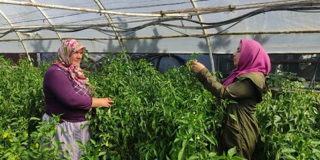 Sağlıklı Seracılık İçin Ekipler Sahada