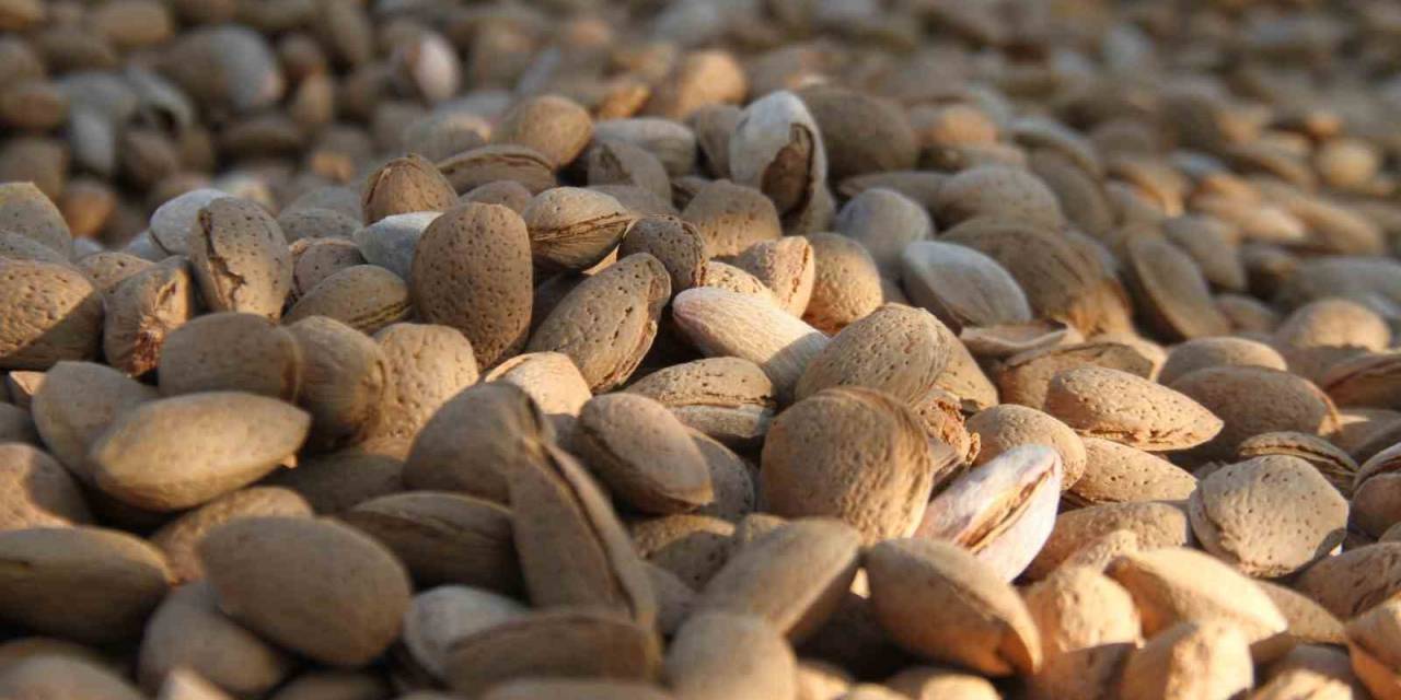 Elazığ’da Badem Hasadı Sürüyor