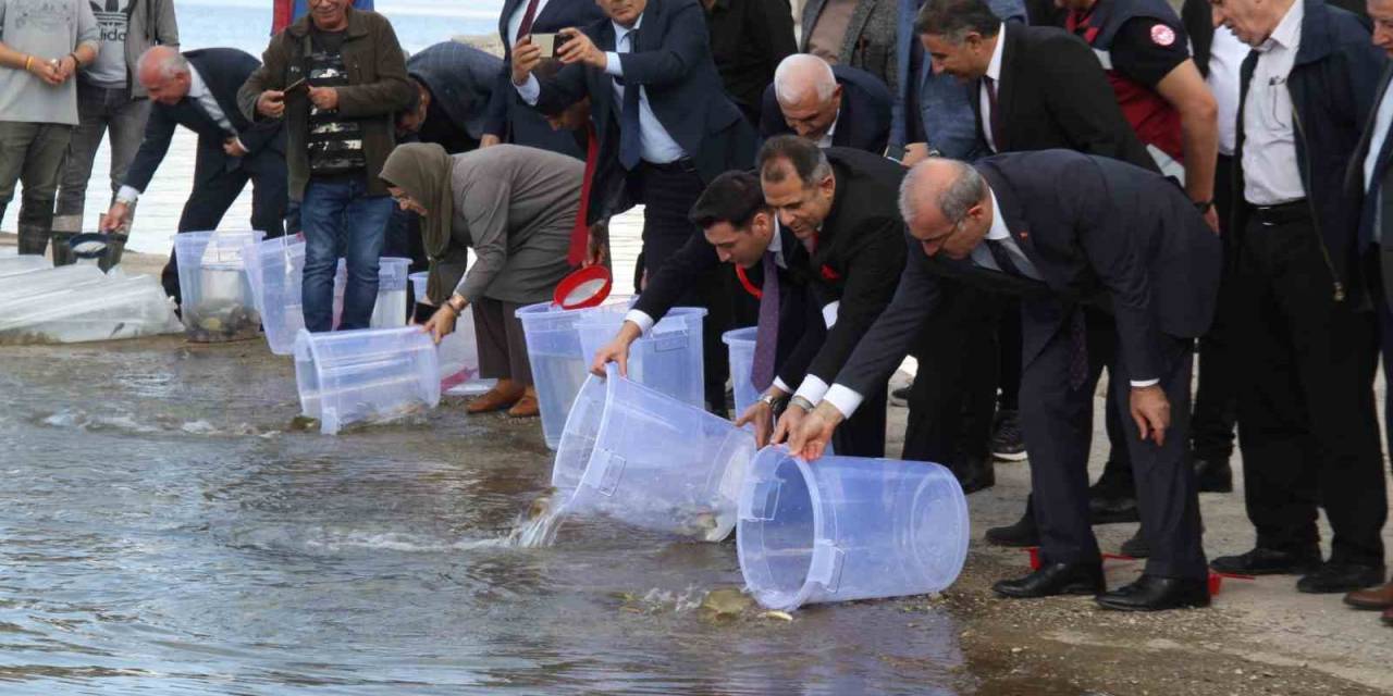 13 İlde 25 Milyon Yavru Sazan Suya Bırakıldı
