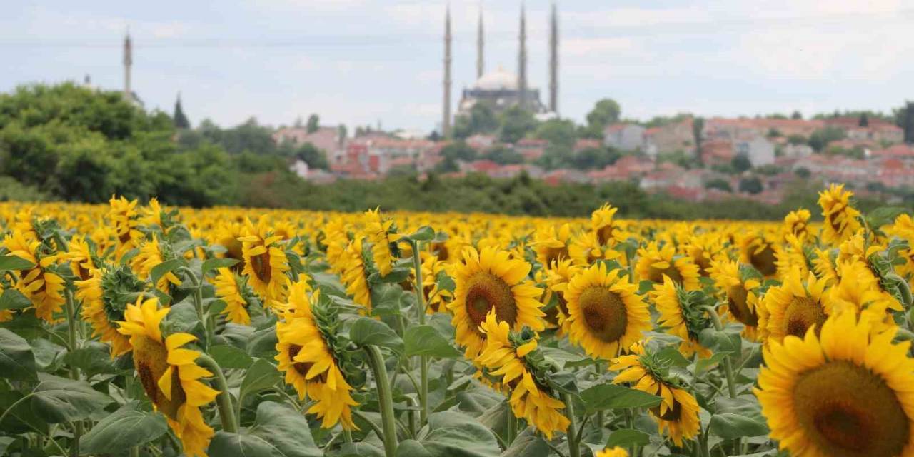 Aşırı Sıcaklar Ve Kuraklık Ayçiçeğini Vurdu