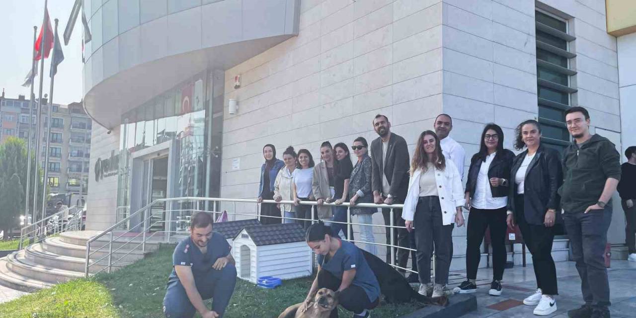 Sokak Hayvanlarına Yuva