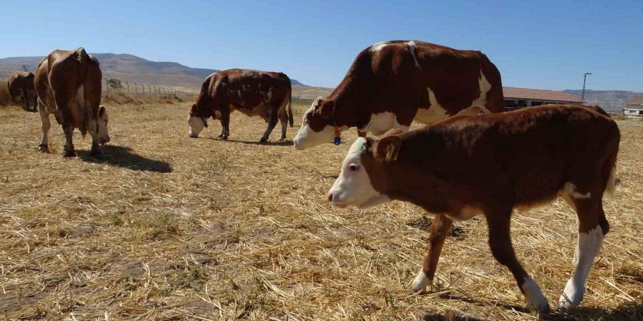 Sultansuyu’nda Süt Sığırcılığı Üretimi Arttırılıyor
