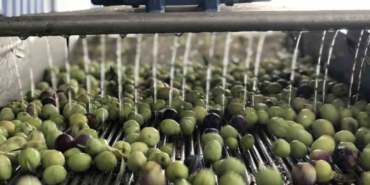 Mut’ta 269 Bin Dekar Alanda 15 Milyon Ağaçta Zeytin Hasadı Başladı