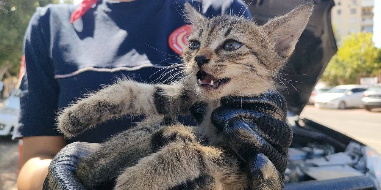Yavru Kediyi Kadın İtfaiyeci Kurtardı, Avukat Yardımına Koştu