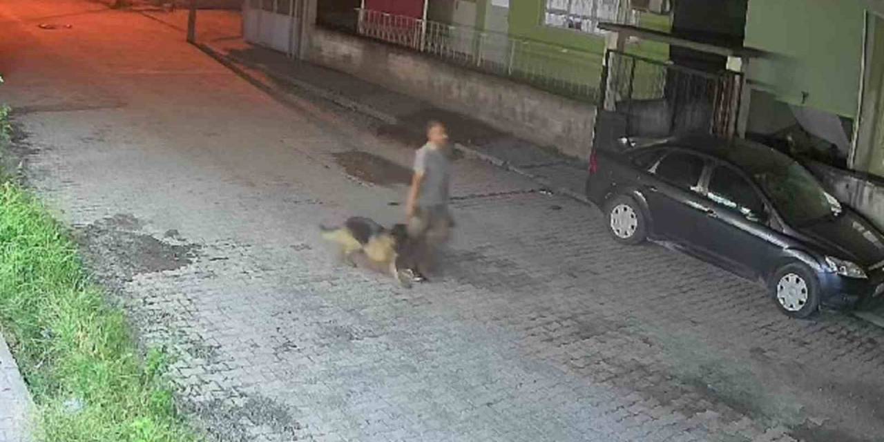 Çaldığı Köpekle Sokakta Salına Salına Gezen Şahıs, Polis Ekiplerinden Kaçamadı